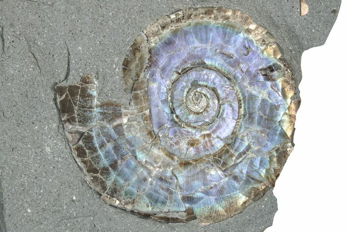 Iridescent Ammonite (Psiloceras) Fossil - England #350956